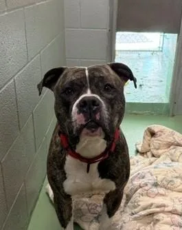 An adult large-sized male American Staffordshire Terrier dog named Luke for adoption in Bellaire, MI