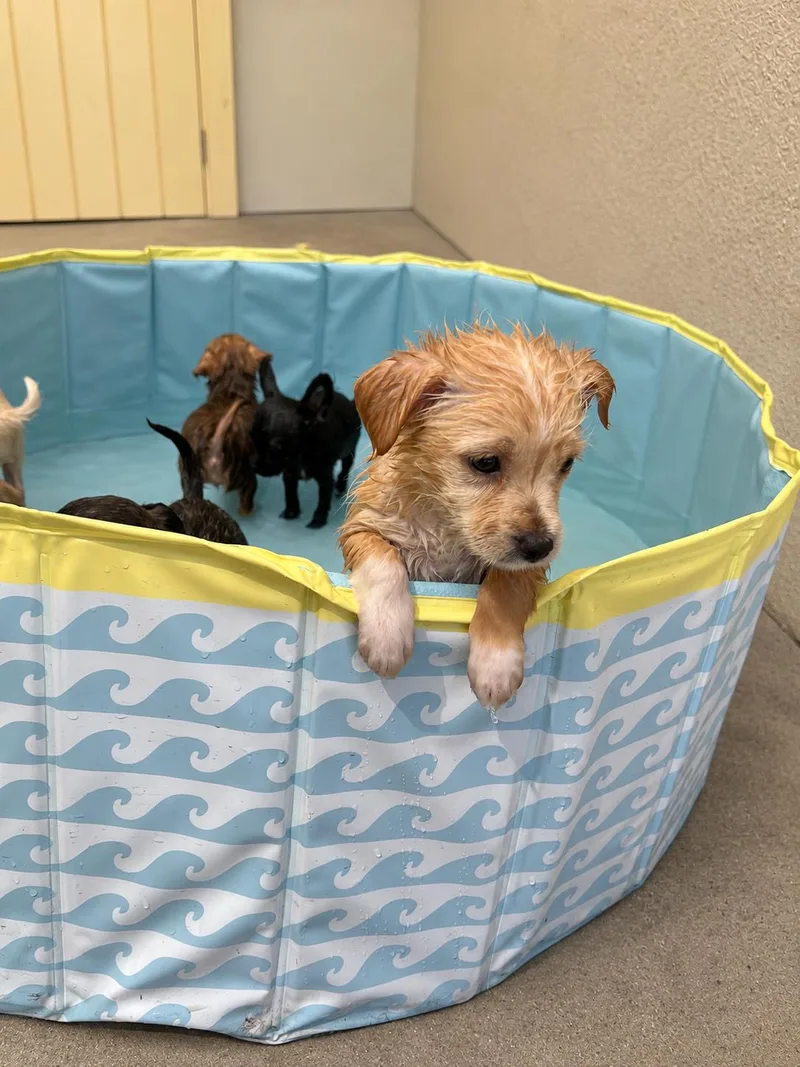 A young small-sized female Yellow / Tan / Blond / Fawn Chihuahua dog named Juno for adoption in North Bend, WA