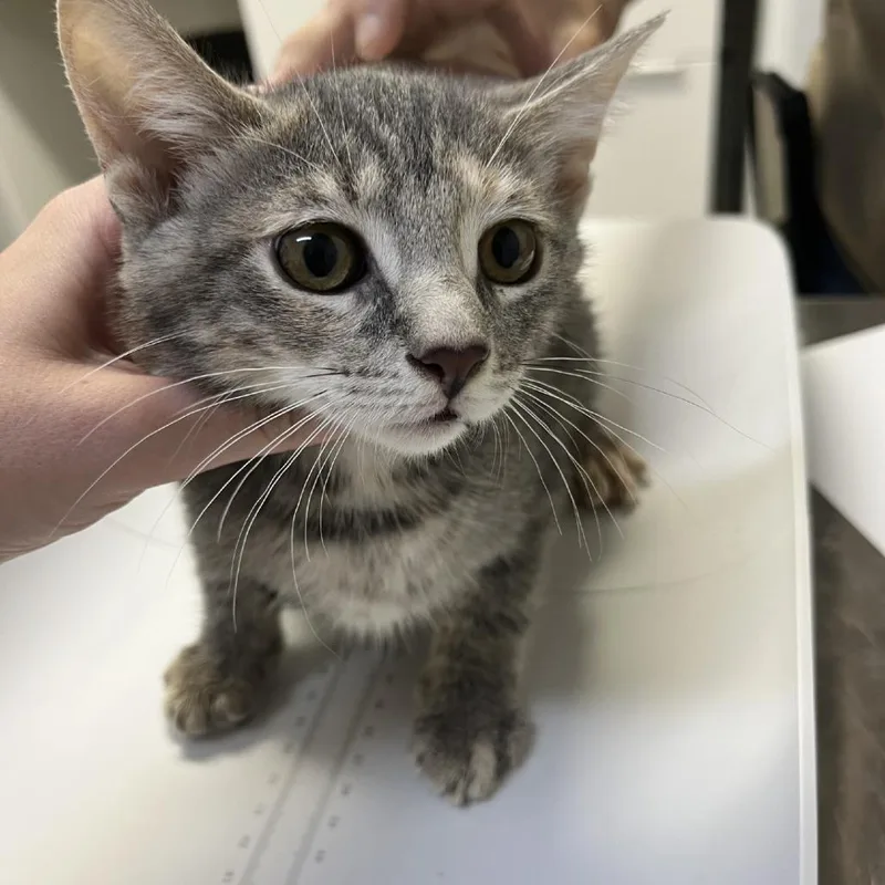 A baby small-sized female Gray / Blue / Silver Domestic Short Hair cat named MONTStray Grey Nose for adoption in Perkiomenville, PA