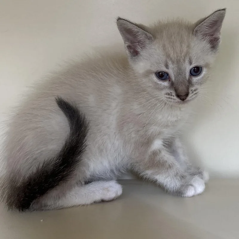 A baby small-sized female Cream / Ivory Siamese cat named Whatsit for adoption in Hinesville, GA