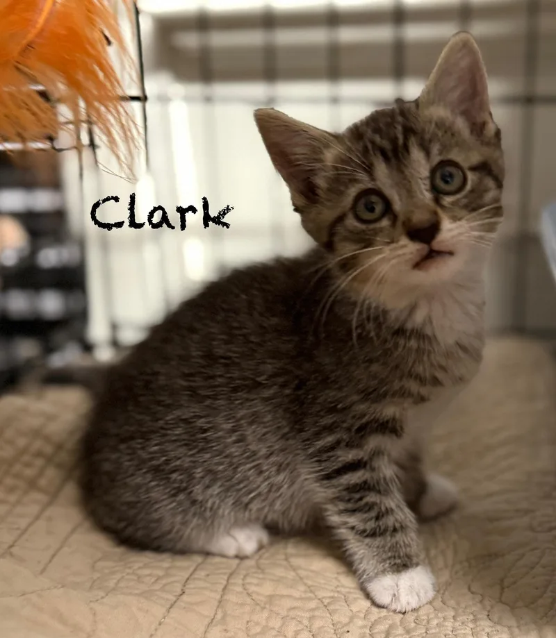 Clark thumbnail 2