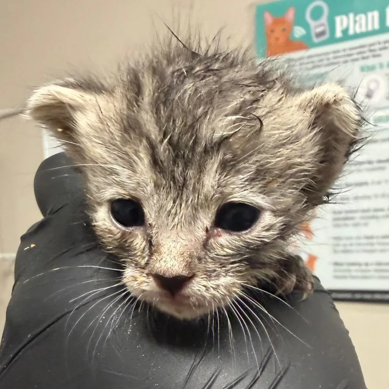 A baby small-sized female Gray / Blue / Silver Domestic Short Hair cat named Krusty Krabeva for adoption in Yuma, AZ
