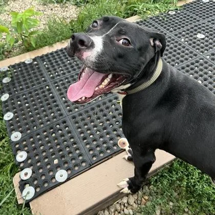 An adult medium-sized male Black Mixed Breed dog named Rune for adoption in Dubuque, IA