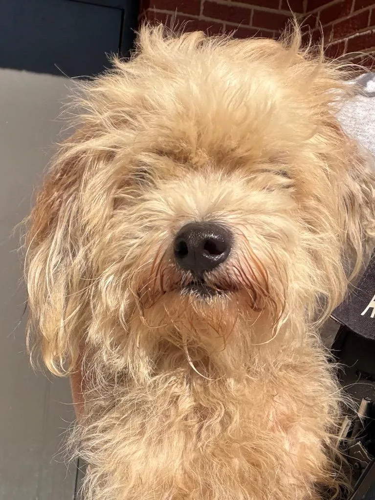 A young small-sized male Maltese dog named Matty for adoption in Henderson, NC