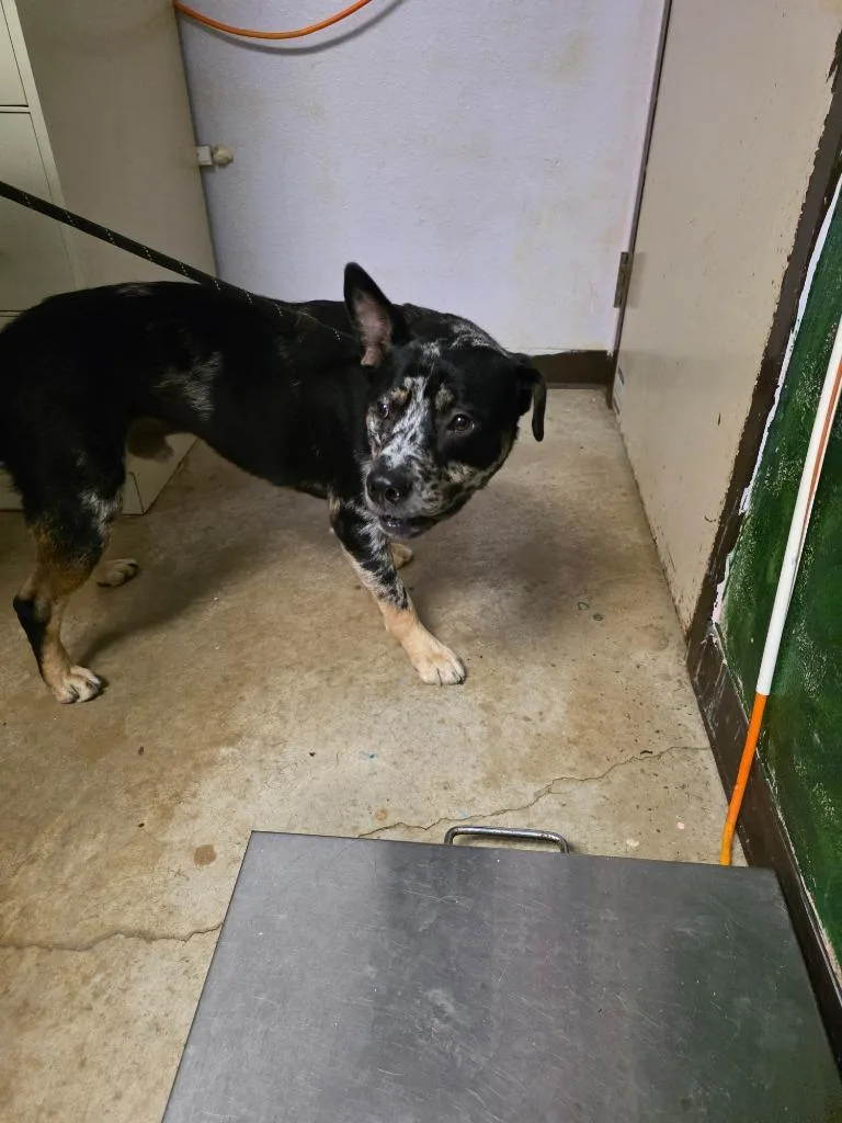 A young large-sized male Australian Cattle Dog / Blue Heeler dog named Schnitzel for adoption in New Braunfels, TX