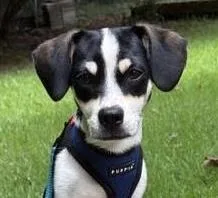 A baby small-sized male Beagle dog named Lumi for adoption in Cumming, GA