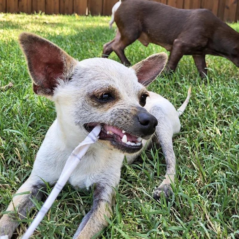 A young small-sized male Chihuahua dog named Ravioli for adoption in Colleyville, TX