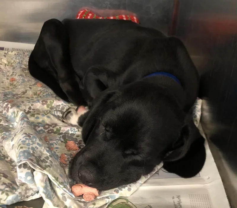A baby medium-sized male White / Cream Labrador Retriever dog named Scorpion for adoption in Parma, OH