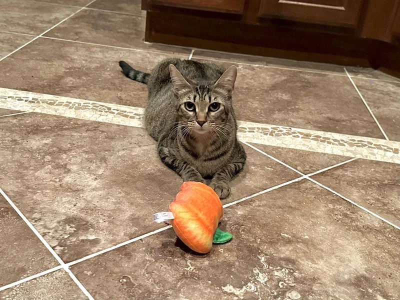 An adult small-sized female Domestic Short Hair cat named Sadie for adoption in Longwood, FL