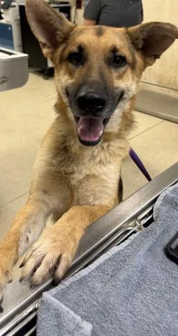 A young small-sized male German Shepherd Dog dog named Scar for adoption in Riverside, CA