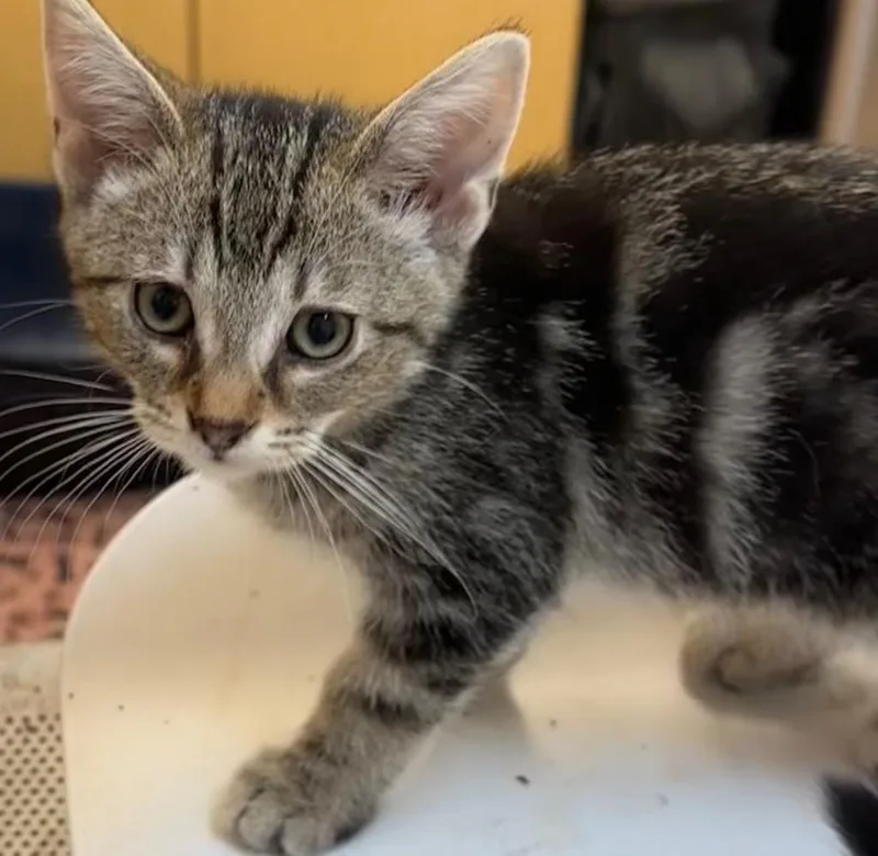 A baby small-sized male Domestic Short Hair cat named Sam for adoption in Elizabethton, TN