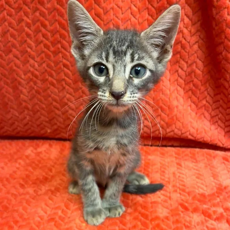 A baby medium-sized male Gray / Blue / Silver Russian Blue cat named Yippee for adoption in Gregory, TX