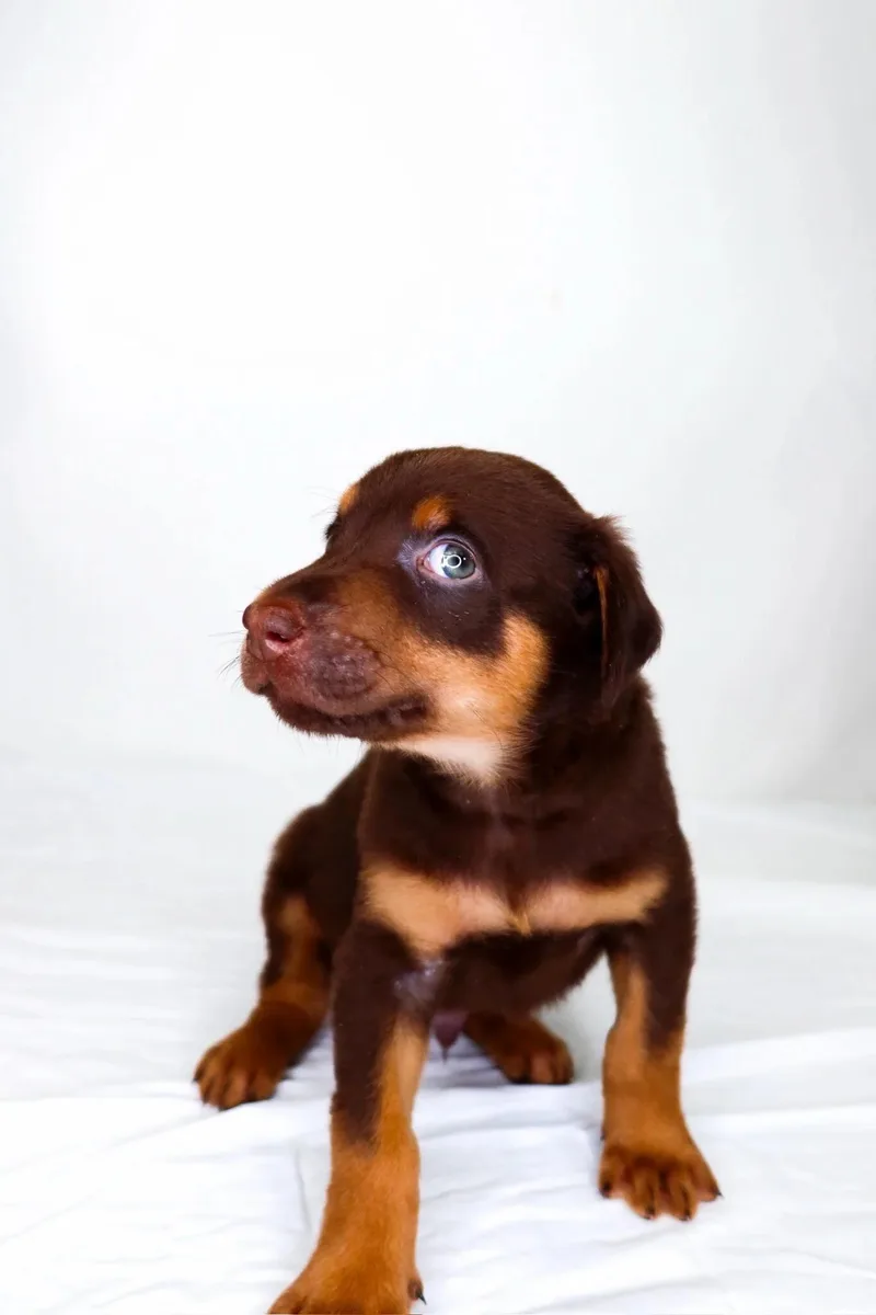 A baby medium-sized male Brown / Chocolate Labrador Retriever dog named Timothy for adoption in Bixby, OK