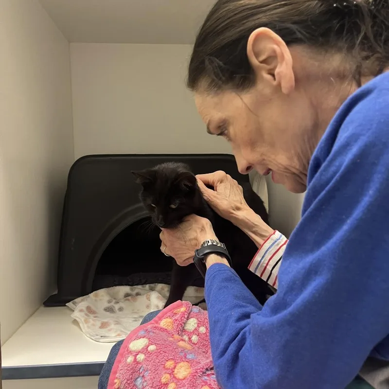 A young medium-sized male Black Domestic Short Hair cat named Isaiah for adoption in Nashville, TN