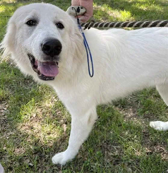 An adult large-sized female Great Pyrenees dog named Susy A for adoption in Plano, TX