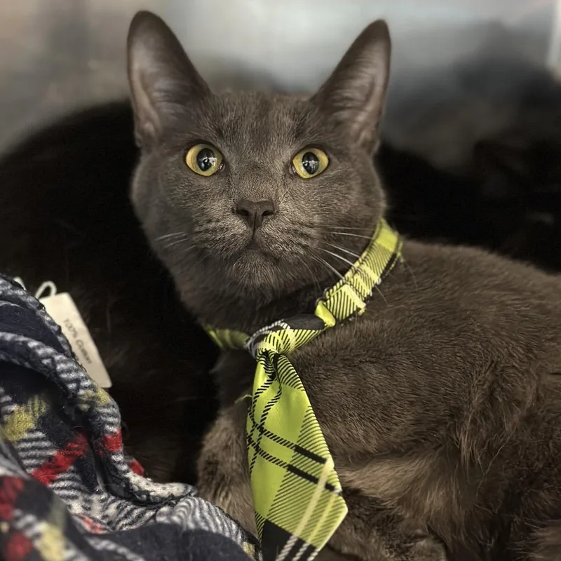 A young medium-sized male Gray / Blue / Silver Domestic Short Hair cat named Quincy for adoption in Matteson, IL