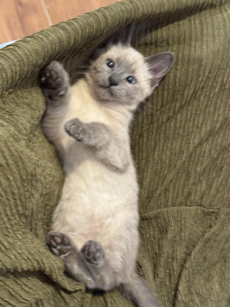 A baby medium-sized female Lilac Point Siamese cat named Orbit for adoption in Palmdale, CA