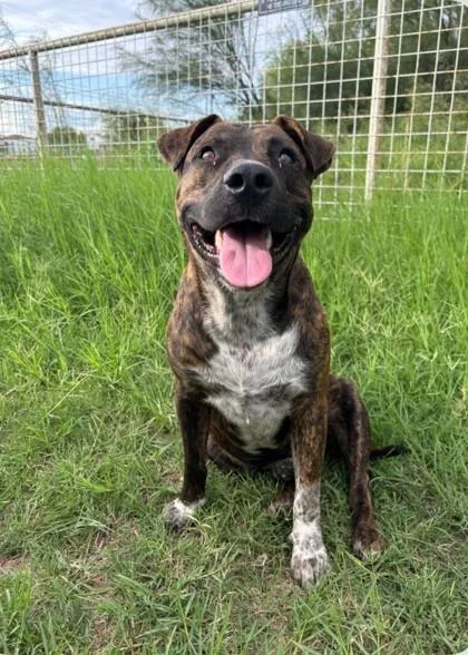 An adult medium-sized male Brindle Pit Bull Terrier dog named Tom for adoption in Houston, TX