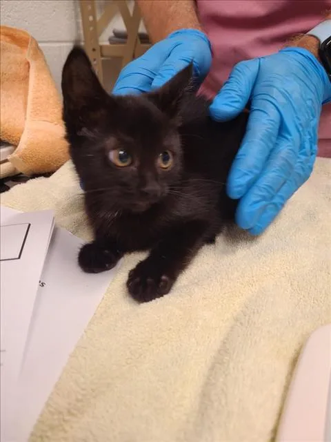 A baby small-sized female Domestic Short Hair cat named Peppercorn for adoption in Derwood, MD