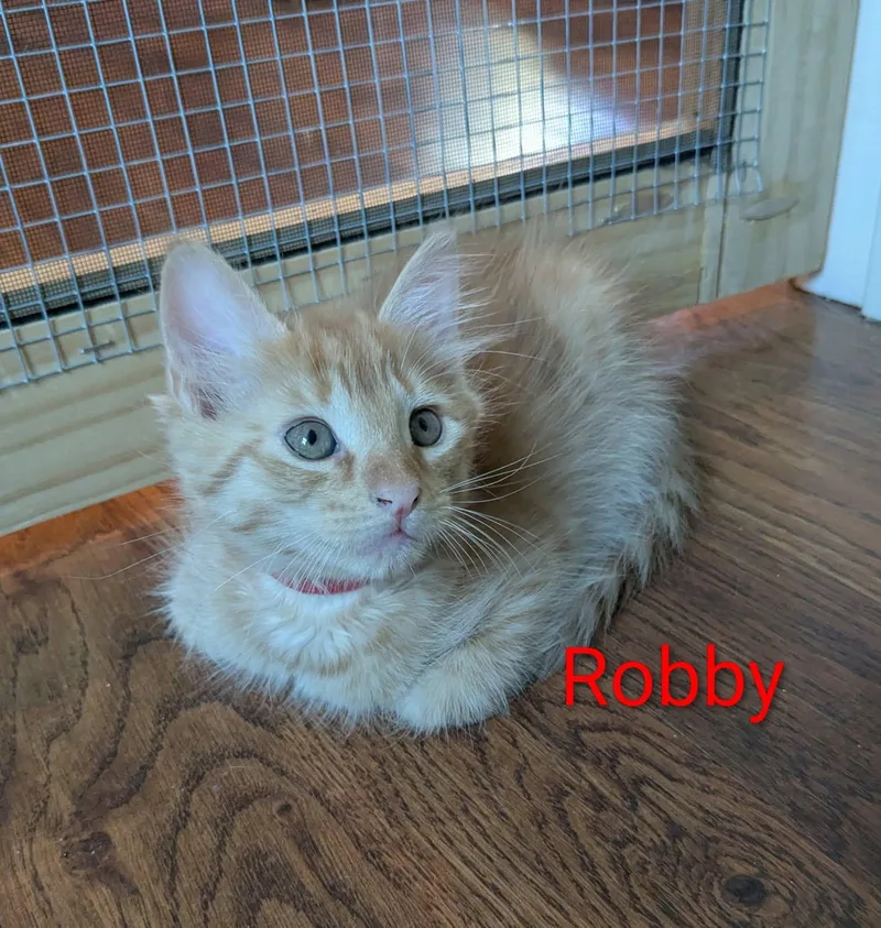 A baby medium-sized male Orange & White Domestic Short Hair cat named Dr. Robby for adoption in Flint, TX