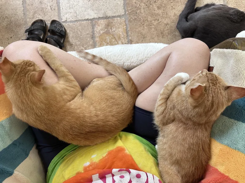 A young medium-sized male Orange / Red Domestic Short Hair cat named Appleand Pear for adoption in Columbus, OH