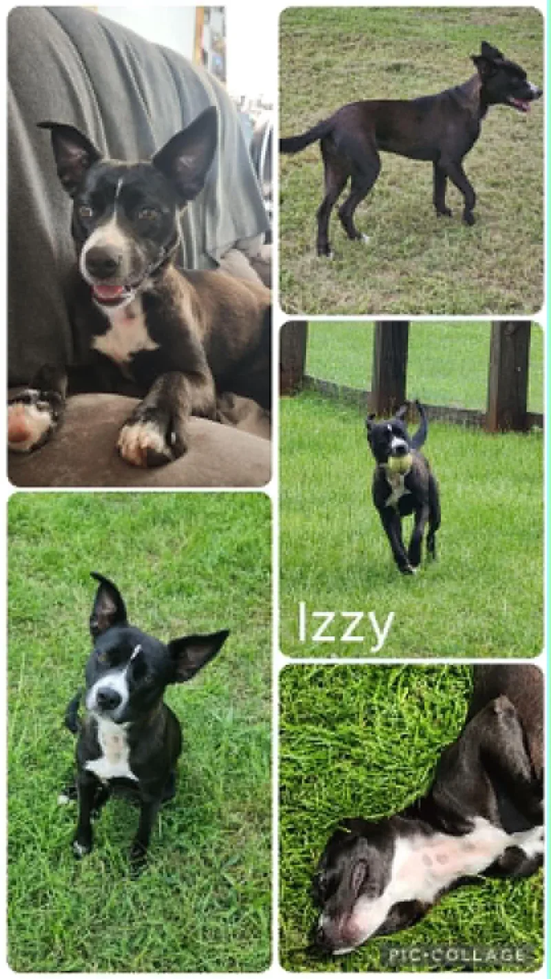A young small-sized female White / Cream Border Collie dog named Izzy for adoption in Enterprise, AL