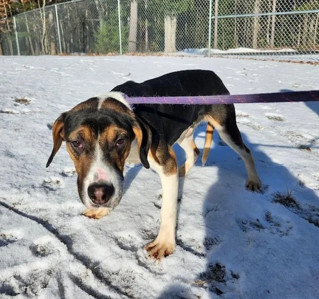 A young medium-sized male Tricolor (Brown, Black, & White) Beagle dog named Mario for adoption in Prudenville, MI