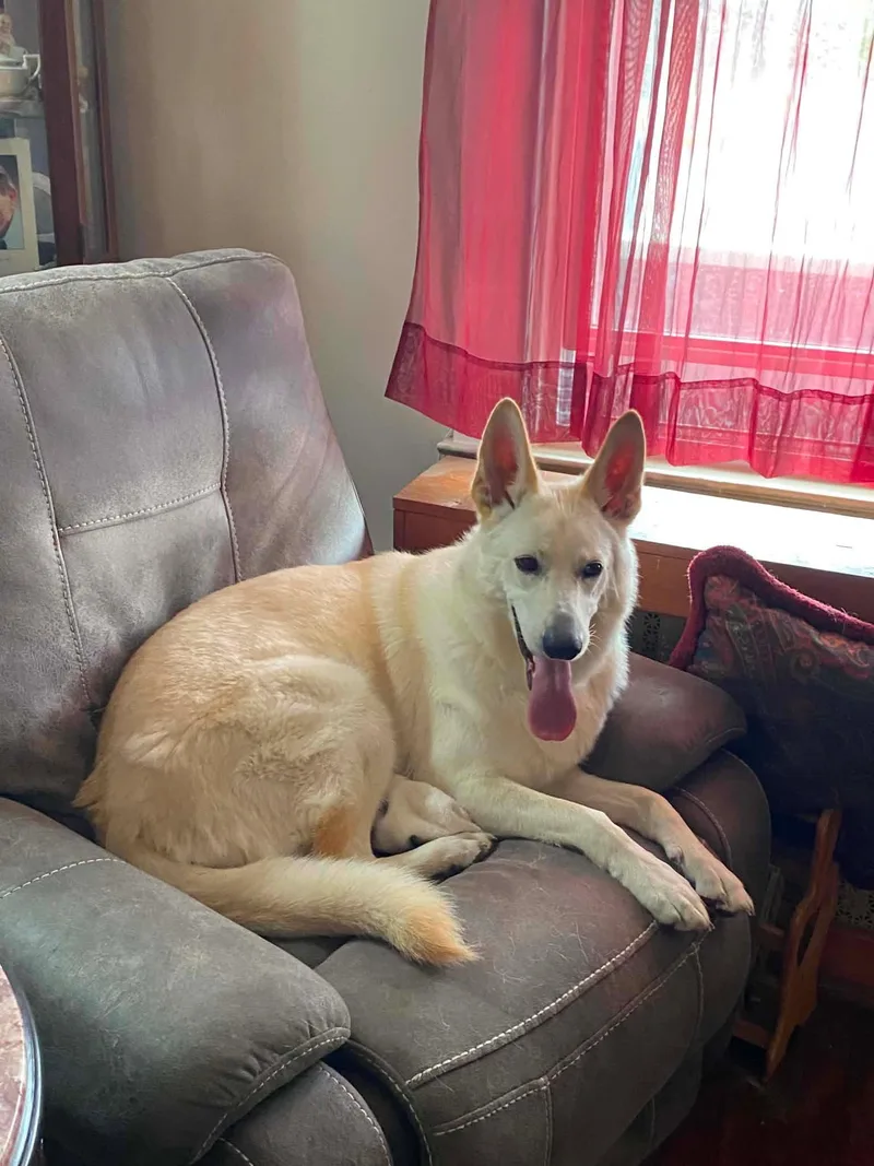 An adult medium-sized female German Shepherd Dog dog named Mia for adoption in Centreville, VA