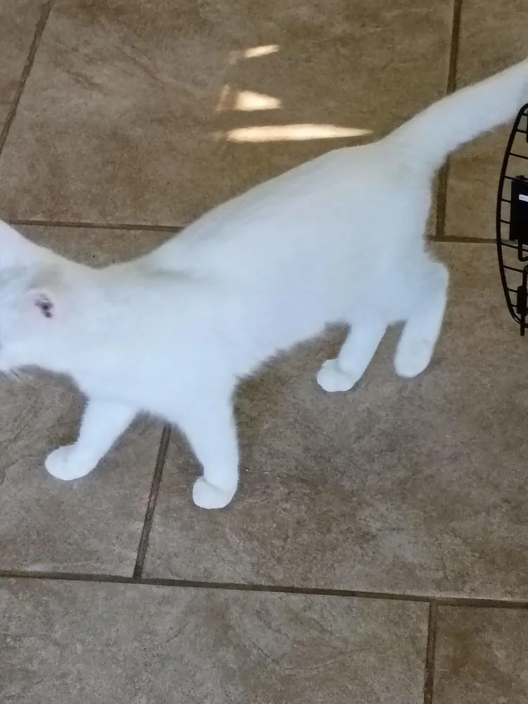 A baby small-sized female White Domestic Short Hair cat named Princess for adoption in Thatcher, AZ