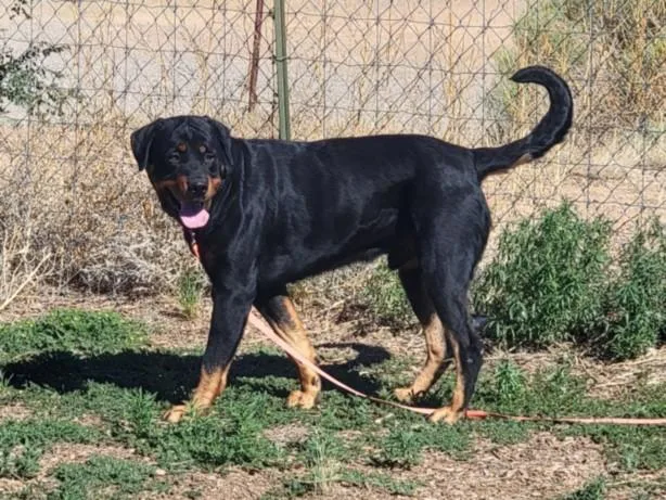 An adult large-sized male Mixed Breed dog named Max for adoption in Santa Fe, NM