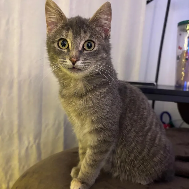 Lara Croft thumbnail 3