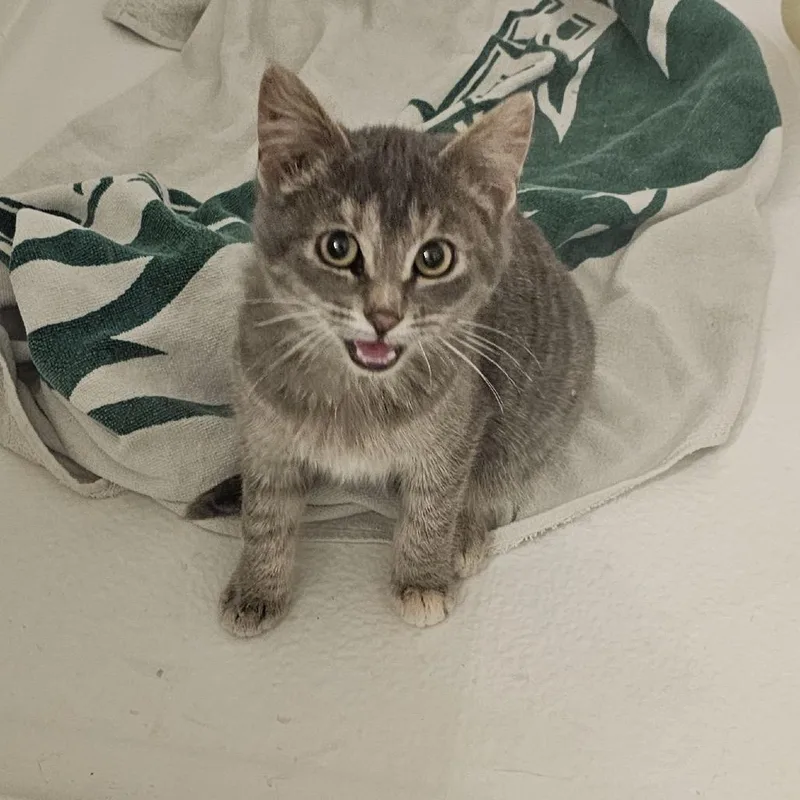 Lara Croft thumbnail 4