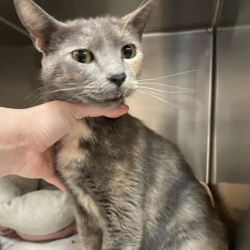 An adult medium-sized female White Domestic Short Hair cat named Linda for adoption in Port Charlotte, FL