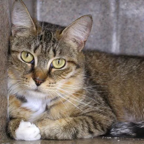 An adult medium-sized female Brown / Chocolate Domestic Short Hair cat named Rumpel for adoption in Hopkinton, MA