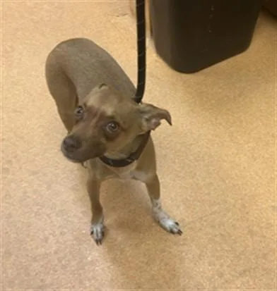 A young small-sized male Chihuahua dog named Charlie for adoption in Martinez, CA