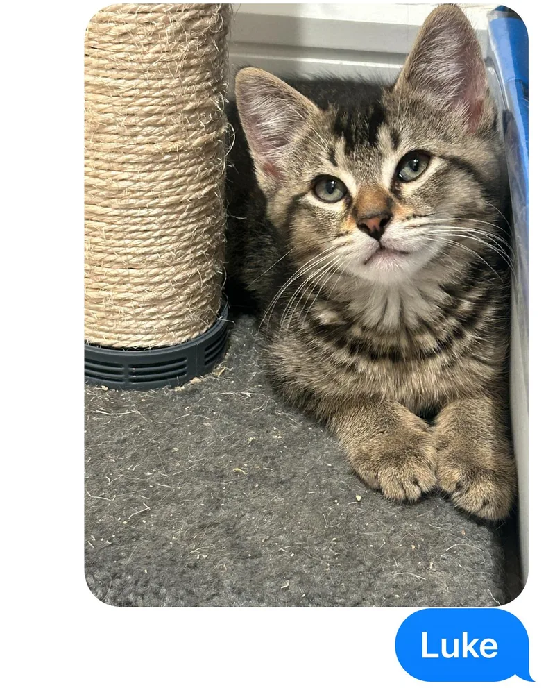 A baby medium-sized male Tabby (Brown / Chocolate) Domestic Short Hair cat named Luke for adoption in Darien, CT