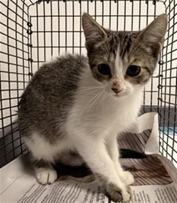 A baby small-sized female Domestic Short Hair cat named Starlight for adoption in Fort Lauderdale, FL