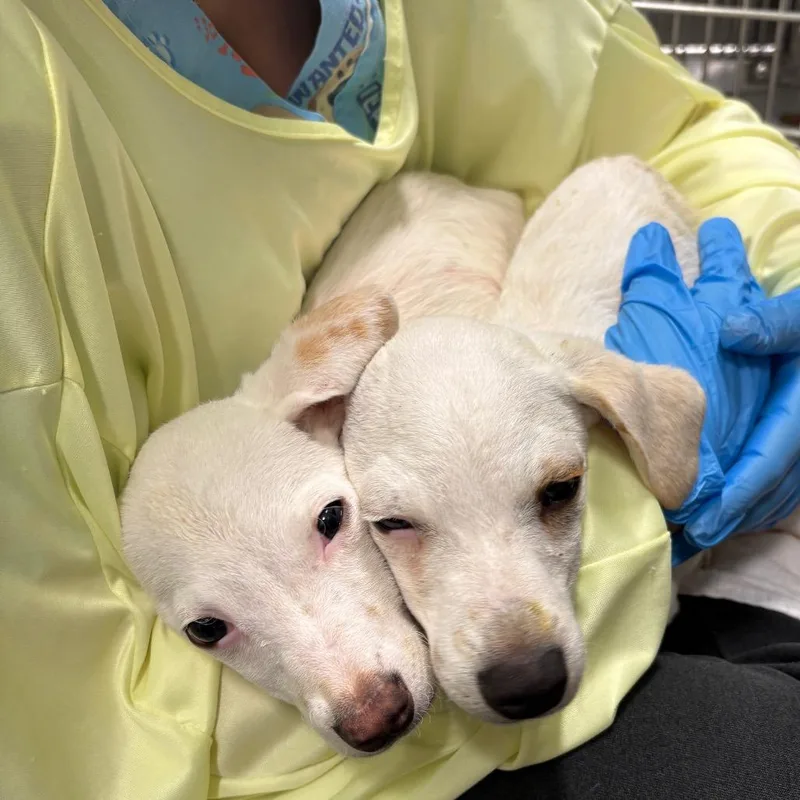 A baby small-sized male White / Cream Hound dog named Toad for adoption in Austin, TX