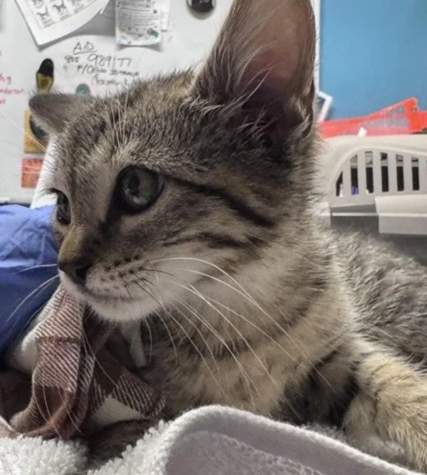 A baby small-sized male Domestic Short Hair cat named Spence for adoption in Escondido, CA