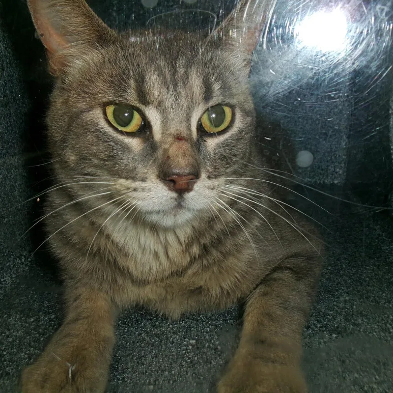 An adult medium-sized male Gray / Blue / Silver Domestic Short Hair cat named Snorlax for adoption in Plover, WI
