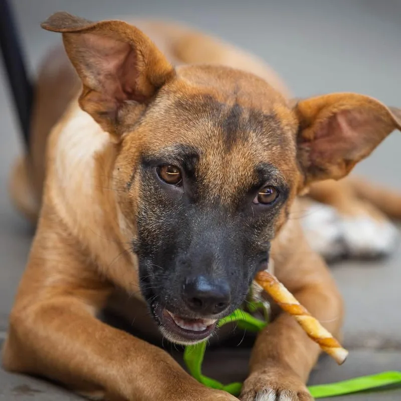 An adult medium-sized female Yellow / Tan / Blond / Fawn Belgian Shepherd / Malinois dog named Harmony for adoption in Tulsa, OK