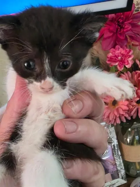 Beignet