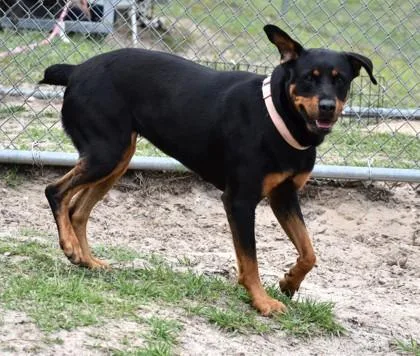 An adult large-sized female Black Rottweiler dog named Coco for adoption in Inverness, FL