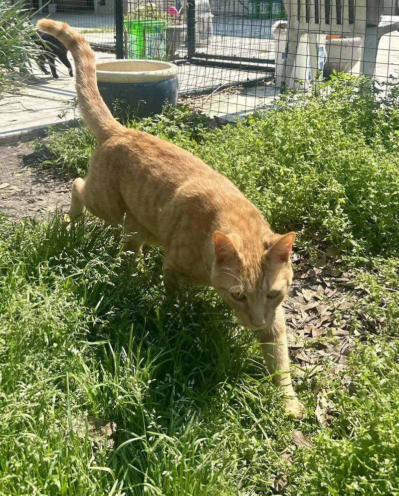 Wee Willy thumbnail 2