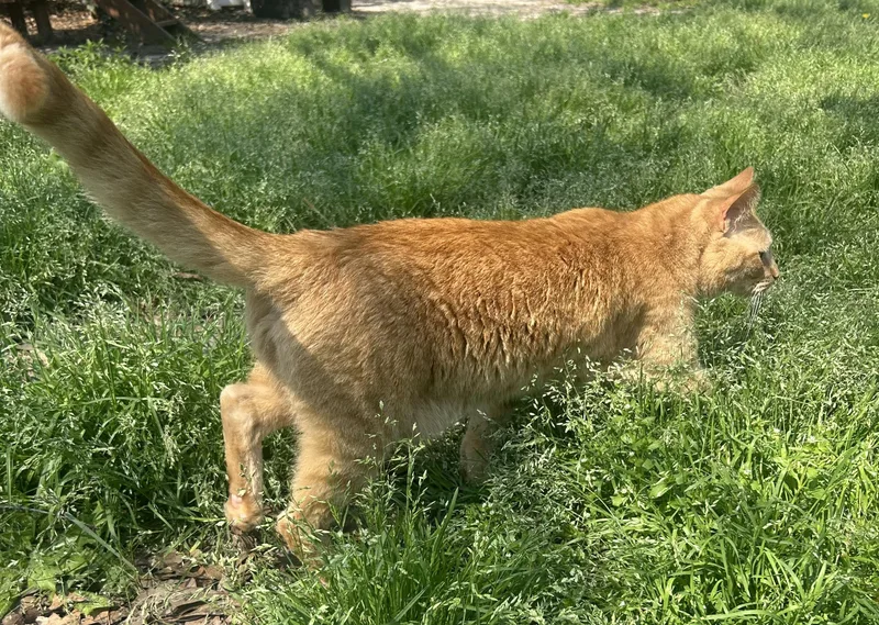 Wee Willy thumbnail 3