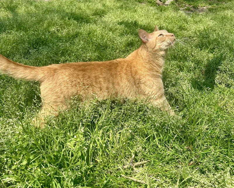 Wee Willy thumbnail 4