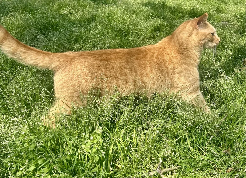 Wee Willy thumbnail 5