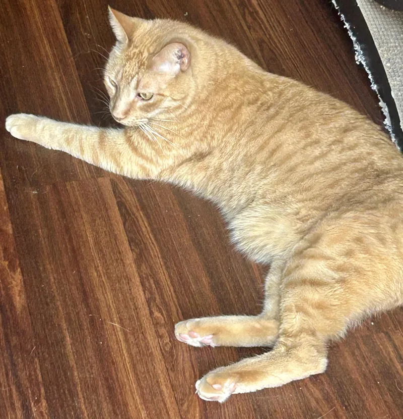 Wee Willy thumbnail 6