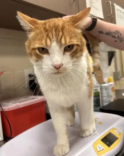 An adult small-sized male Domestic Short Hair cat named Seven for adoption in Fishers, IN