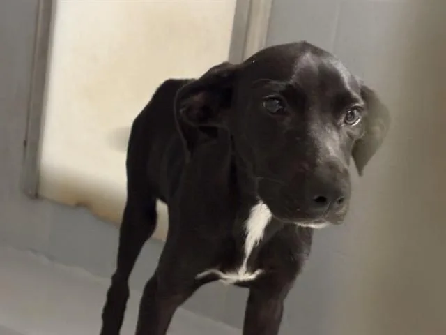 A baby small-sized male Mixed Breed dog named Blaine for adoption in Augusta, GA